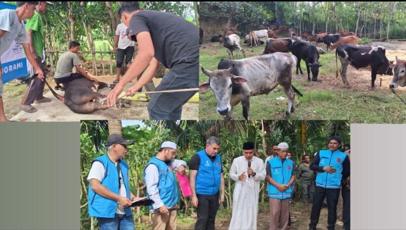Suasana penyembelihan hewan kurban bantuan Turki untuk masyarakat Aceh yang dipusatkan di Gampong Lagang, Kecamatan Darul Imarah, Aceh Besar, Jumat, 6 Juni 2025. Foto: Dok. PWI Aceh