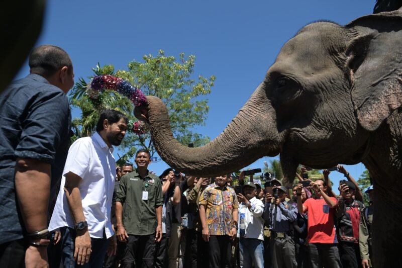 Tinjau Lokasi Konservasi Gajah di Aceh Tengah, Mualem Komitmen Atasi Konflik Manusia-Satwa Liar. Foto: Ist