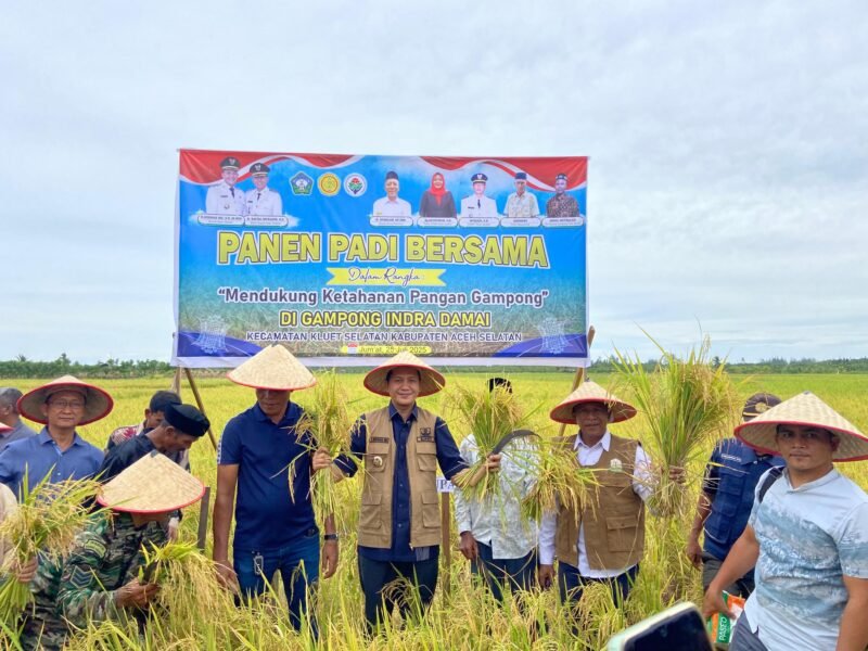 Bupati Aceh Selatan H Mirwan MS turun langsung ke sawah dalam rangka panen padi bersama di Gampong Indra Damai kecamatan Kluet Selatan, Jum'at 25 Juli 2025. Dok. Ist