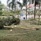 Pemkab Tertibkan Area Depan Kantor Bupati, Pohon Ditebang, Wajah Kantor Bupati Pidie Jaya Mulai “Dipoles”. Foto: Dok. Jamal Pangwa/iNews