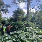 Babinsa Koramil 08/Silih Nara, Koptu Sabrino, bersama warga membantu memanen kopi di kebun milik Bapak Jamil yang terletak di Desa Reremal, Kecamatan Silih Nara, Kabupaten Aceh Tengah. Kegiatan ini merupakan bentuk kepedulian dan pendekatan Babinsa terhadap masyarakat desa binaan.Jadi Pribadi Unggul.Foto.Dok: Rahmat Ramadhan/Acehnow