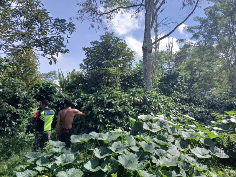 Babinsa Koramil 08/Silih Nara, Koptu Sabrino, bersama warga membantu memanen kopi di kebun milik Bapak Jamil yang terletak di Desa Reremal, Kecamatan Silih Nara, Kabupaten Aceh Tengah. Kegiatan ini merupakan bentuk kepedulian dan pendekatan Babinsa terhadap masyarakat desa binaan.Jadi Pribadi Unggul.Foto.Dok: Rahmat Ramadhan/Acehnow
