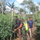 Babinsa Serka Erwandi Dampingi Petani Rawat Tanaman Tomat di Desa Karang Rejo.Jadi Pribadi Unggul Foto.Dok: Rahmat Ramadhan/Acehnow
