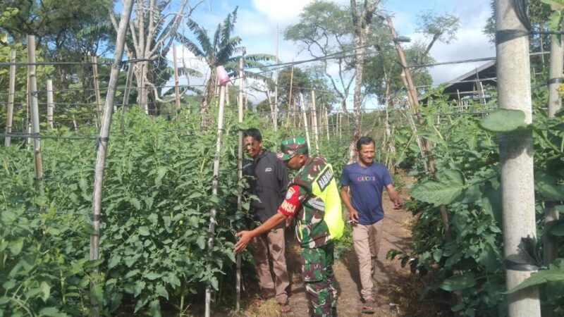 Babinsa Serka Erwandi Dampingi Petani Rawat Tanaman Tomat di Desa Karang Rejo.Jadi Pribadi Unggul Foto.Dok: Rahmat Ramadhan/Acehnow 