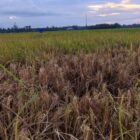 Sawah petani di Cot Girek diserang hama Wereng. dok. Ist