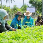 Ketua TP PKK Aceh Besar Hj Rita Mayasari bersama Wakil Ketua TP PKK Aceh Besar Hj Nurul Fazli SAg, memanen sayuran hasil kelompok tani Gampong Miruek Lam Reudeup, Kecamatan Baitussalam, Kabupaten Aceh Besar, Kamis (18/9/2025). dok. MC ACEH BESAR