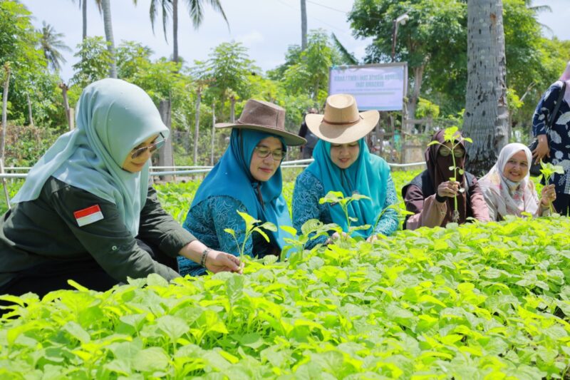 Ketua TP PKK Aceh Besar Hj Rita Mayasari bersama Wakil Ketua TP PKK Aceh Besar Hj Nurul Fazli SAg, memanen sayuran hasil kelompok tani Gampong Miruek Lam Reudeup, Kecamatan Baitussalam, Kabupaten Aceh Besar, Kamis (18/9/2025). dok. MC ACEH BESAR