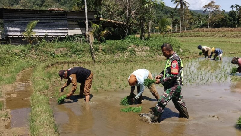 Babinsa Kodam Iskandar Muda Terus Dampingi Petani Wujudkan Ketahanan Pangan Nasional. dok. Pendam IM