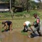 Babinsa Kodam Iskandar Muda Terus Dampingi Petani Wujudkan Ketahanan Pangan Nasional. dok. Pendam IM