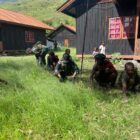 Di perumahan warga, kehangatan yang jarang terlihat begitu nyata TNI dan Warga melaksanakan Gotong Royong di Distrik Tingginambut Kab Puncak Jaya, Provinsi Papua Tengah, Kamis (09/10/2025). dok. Pendam IM