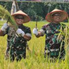 Kasdam IM Brigjen TNI Yudha Fitri hadiri panen raya Padi di Aceh Utara. dok. Pendam IM