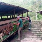 Ket foto:
Babinsa Koramil 08/Silih Nara Kodim 0106/Aceh Tengah Serda Sarwoko membantu warga memberi pakan kambing .(Dok:Ist)