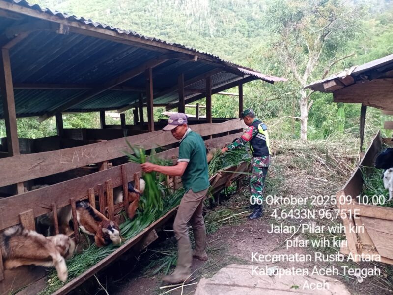 Ket foto:
Babinsa Koramil 08/Silih Nara Kodim 0106/Aceh Tengah Serda Sarwoko membantu warga memberi pakan kambing .(Dok:Ist)
