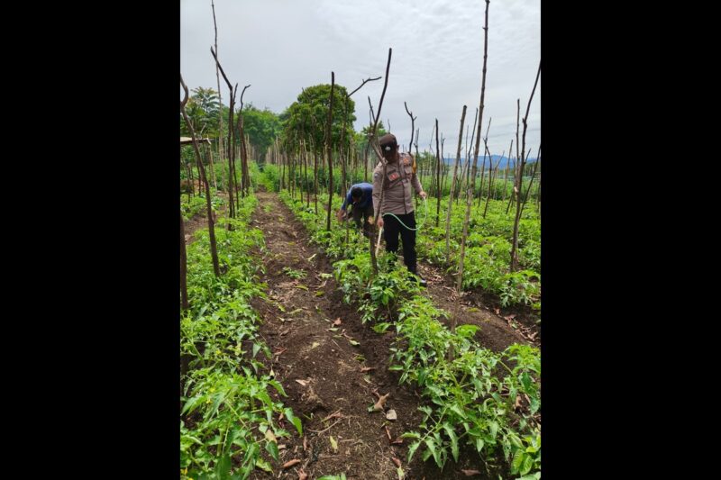 Bhabinkamtibmas Polsek Wih Pesam, Bripka Tarmizi, melaksanakan kegiatan pengecekan lahan produktif dan pekarangan bergizi milik warga di Kampung Jamur Uluh, Minggu (12/10/2025). dok. Polres Bener Meriah