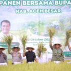 Bupati Aceh Besar Muharram Idris Panen Padi Bersama Kementan RI di Gampong Terbeh, Kota Jantho, Sabtu (18/10/2025) FOTO: PROKOPIM PEMKAB ACEH BESAR