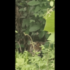 Di Desa Sijudo, Harimau berkeliaran di pemukiman warga. Jumat, 21 November 2025. Dok. Ist