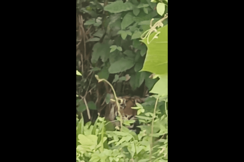 Di Desa Sijudo, Harimau berkeliaran di pemukiman warga. Jumat, 21 November 2025. Dok. Ist