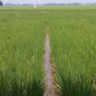 Suasana lahan persawahan yang dipersengketakan oleh ahli waris di Lhoknga, Aceh Besar, Minggu (26/04/2026), yang hingga kini belum tersertifikasi. Foto: Dok. Istimewa 