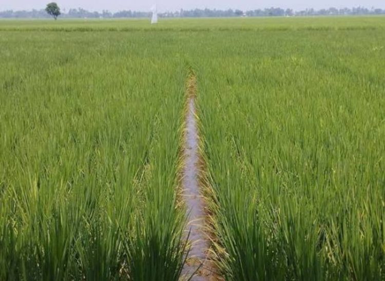 Suasana lahan persawahan yang dipersengketakan oleh ahli waris di Lhoknga, Aceh Besar, Minggu (26/04/2026), yang hingga kini belum tersertifikasi. Foto: Dok. Istimewa 