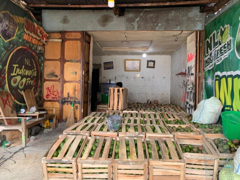 Ket foto : Gudang pengepul alpukat milik Reje Bahgie Bertona, Riskan Fitra (Asenk), saat menghimpun hasil panen petani untuk dikirim ke berbagai daerah.(Dok:Rahmat/Acehnow)