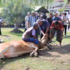 Personel Polda Aceh melakukan prosesi penyembelihan hewan kurban di lingkungan Mapolda Aceh. Tahun ini, sebanyak 46 ekor hewan kurban disalurkan untuk masyarakat dan pesantren di Banda Aceh serta Aceh Besar, Rabu (27/5/2026). Foto: Dok. Istimewa 