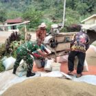 Keterangan Foto: Babinsa Koramil 03/Pegasing Koptu Dedi Saputra membantu warga menggiling padi.(Dok/Ist)