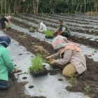 Keterangan Foto: Babinsa Koramil 09/Ketol Kodim 0106/Aceh Tengah, Serda Suherman, membantu warga menanam cabai dalam kegiatan ketahanan pangan di Desa Genting Bulen.(Dok/Ist)