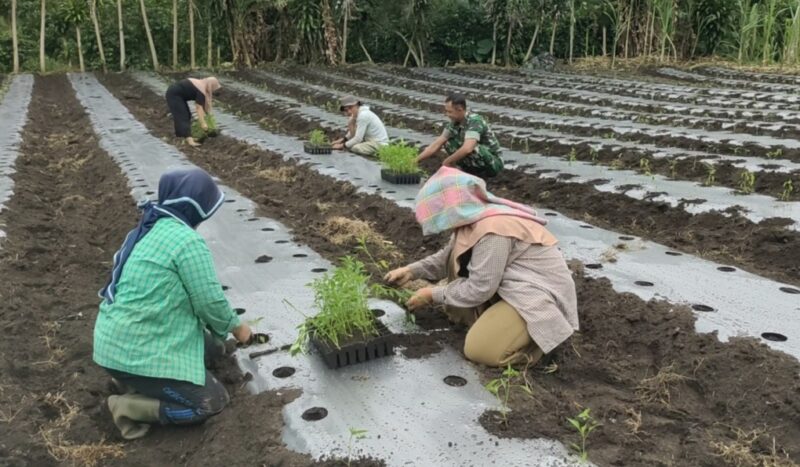 Keterangan Foto: Babinsa Koramil 09/Ketol Kodim 0106/Aceh Tengah, Serda Suherman, membantu warga menanam cabai dalam kegiatan ketahanan pangan di Desa Genting Bulen.(Dok/Ist)
