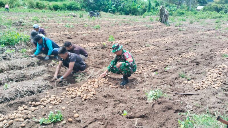 Keterangan Foto: Babinsa Koramil 02/Bebesen, Sertu Ruslan, membantu warga memanen kentang.(Dok/Ist)