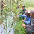 Keterangan Foto: Babinsa Koramil 09/Ketol Kopda Amri Prayogi melaksanakan Komsos bersama petani tomat.(Dok/Ist)