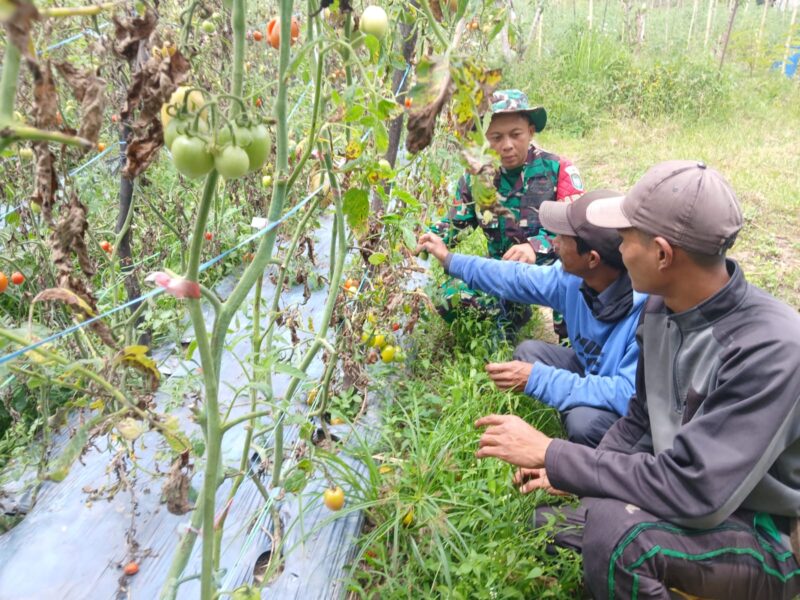 Keterangan Foto: Babinsa Koramil 09/Ketol Kopda Amri Prayogi melaksanakan Komsos bersama petani tomat.(Dok/Ist)