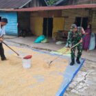Ket Foto: Babinsa Koramil 03/Pegasing Serda Puspida membantu warga menjemur padi hasil panen.(Dok:Ist)