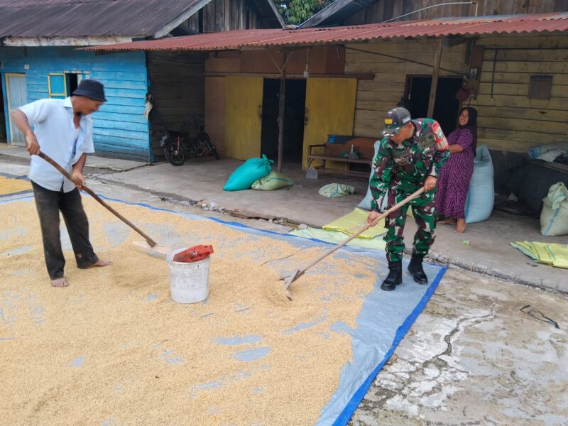 Ket Foto: Babinsa Koramil 03/Pegasing Serda Puspida membantu warga menjemur padi hasil panen.(Dok:Ist)