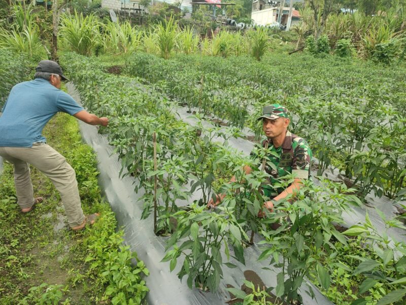 Babinsa Koramil 02/Bebesen Sertu Muhadi membantu warga merawat tanaman cabai,Minggu (12/7/2026).(Dok: Ist)