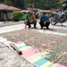 Babinsa Koramil 03/Pegasing, Sertu Agung Sutrisno, melaksanakan komsos sambil membantu warga menjemur kopi, (16/7/2026).(Dok: Ist)