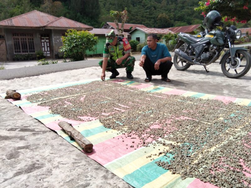 Babinsa Koramil 03/Pegasing, Sertu Agung Sutrisno, melaksanakan komsos sambil membantu warga menjemur kopi, (16/7/2026).(Dok: Ist)