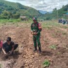Babinsa Koramil 02/Bebesen Kodim 0106/Aceh Tengah, Serda Ruslan, bersama warga saat membantu panen kentang di Desa binaan Kecamatan Bebesen, Aceh Tengah, Rabu (22/7/2026).(Dok:Ist)