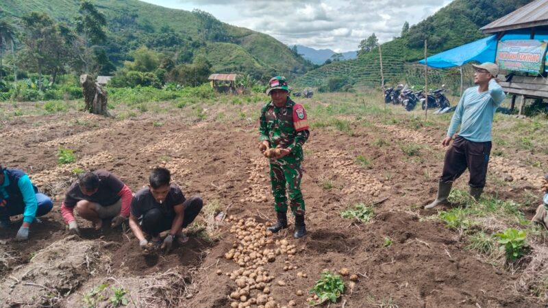 Babinsa Koramil 02/Bebesen Kodim 0106/Aceh Tengah, Serda Ruslan, bersama warga saat membantu panen kentang di Desa binaan Kecamatan Bebesen, Aceh Tengah, Rabu (22/7/2026).(Dok:Ist)