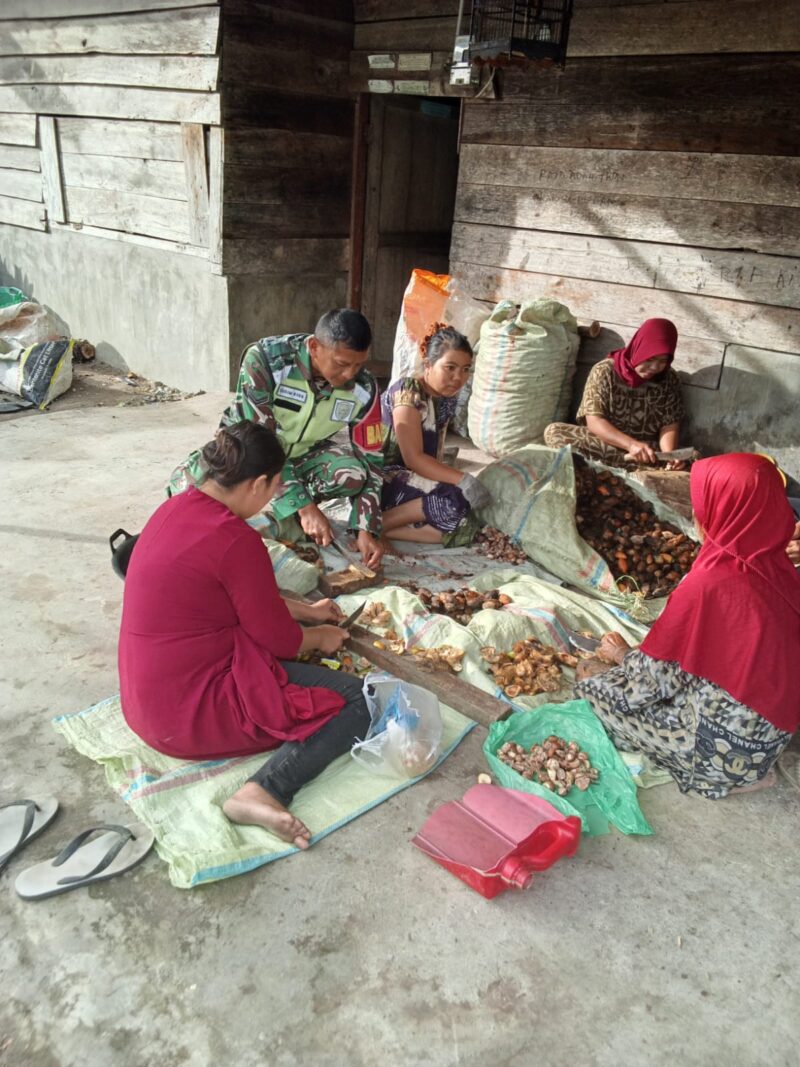 Babinsa Koramil 09/Ketol Sertu Subeno membantu warga binaannya mengupas buah pinang untuk dijual ke pengepul di Desa Kala Ketol, Sabtu (25/7/2026).(Dok:Ist)