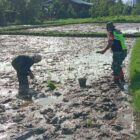 Babinsa Koramil 02/Bebesen Kopka Munandar bersama petani saat melakukan penanaman padi di Desa Nunang Antara, Kecamatan Bebesen, Aceh Tengah, Minggu (26/7/2026).(Dok;Ist)