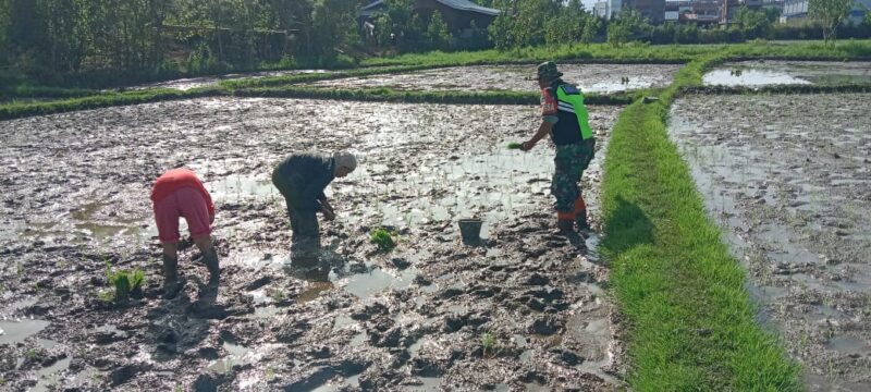 Babinsa Koramil 02/Bebesen Kopka Munandar bersama petani saat melakukan penanaman padi di Desa Nunang Antara, Kecamatan Bebesen, Aceh Tengah, Minggu (26/7/2026).(Dok;Ist)