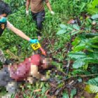 Petugas kepolisian melakukan olah tempat kejadian perkara (TKP) di lokasi penemuan seorang pria yang meninggal dunia di kebun kopi Kampung Weh Resap, Kecamatan Mesidah, Kabupaten Bener Meriah, Jumat (31/7/2026).foto.(dok:Ist)