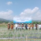 Panen Berama Bawang Berah hasil Budidaya kelompok tani Jaya, Gampong Meunasah Tengeuh, Meurah Dua, Pidie Jaya, Selasa, 7/7/2026. Foto: Dok/Muhammad Rissan