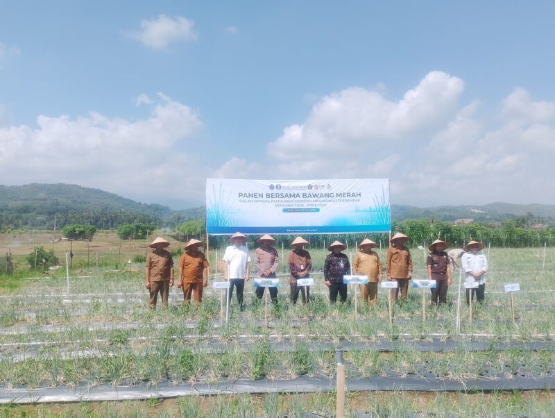 Panen Berama Bawang Berah hasil Budidaya kelompok tani Jaya, Gampong Meunasah Tengeuh, Meurah Dua, Pidie Jaya, Selasa, 7/7/2026. Foto: Dok/Muhammad Rissan 