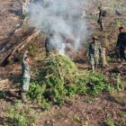 Tim gabungan Kodam Iskandar Muda yang dipimpin Dandim 0116/Nagan Raya, Letkol Inf Irfan Hade Fitrianto, melaksanakan operasi pemusnahan ladang ganja seluas sekitar 50 hektare di kawasan hutan lindung Desa Blang Meurandeh, Kecamatan Beutong Ateuh Banggalang, Kabupaten Nagan Raya, Rabu (8/7/2026). Foto: Dok. Istimewa