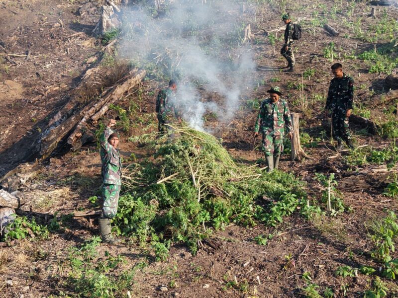 Tim gabungan Kodam Iskandar Muda yang dipimpin Dandim 0116/Nagan Raya, Letkol Inf Irfan Hade Fitrianto, melaksanakan operasi pemusnahan ladang ganja seluas sekitar 50 hektare di kawasan hutan lindung Desa Blang Meurandeh, Kecamatan Beutong Ateuh Banggalang, Kabupaten Nagan Raya, Rabu (8/7/2026). Foto: Dok. Istimewa 
