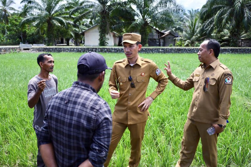Bupati Aceh Barat, Tarmizi, meninjau langsung kondisi sawah yang terdampak kekeringan di Kecamatan Samatiga sekaligus menyerahkan bantuan pompa air kepada kelompok tani, Selasa (28/7/2026). Foto: Dok. Istimewa 
