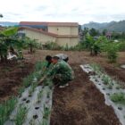 Babinsa Koramil 02/Bebesen Serda Ayatullah membantu petani merawat tanaman bawang, (6/8/2026).foto.(dok:Ist)