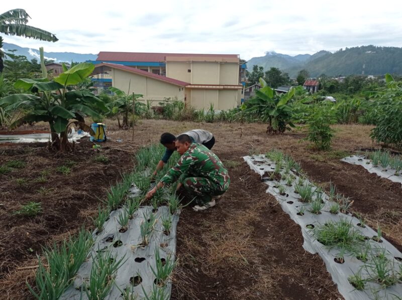 Babinsa Koramil 02/Bebesen Serda Ayatullah membantu petani merawat tanaman bawang, (6/8/2026).foto.(dok:Ist)
