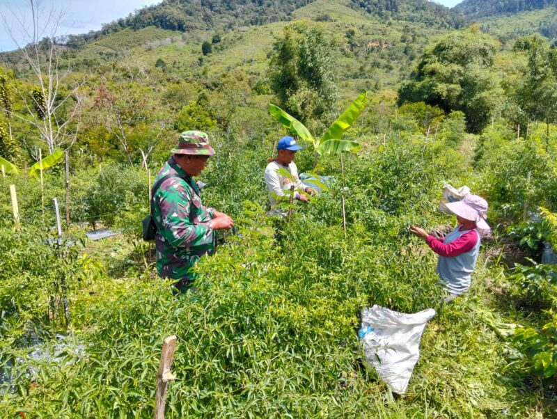 Ket Foto: Babinsa Koramil 05/Linge Serda Arius Kurniawan mendampingi warga melakukan perawatan tanaman cabai, Sabtu (29/8/2026).Dok:Ist